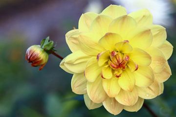 Yellow Dahlia by By Karin