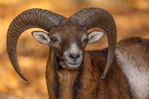 Moeflon (Ovis orientalis)