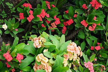 plant in azie