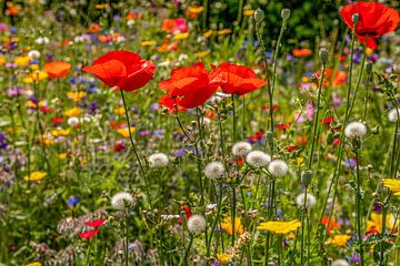 Feldblumenstrauß mit schönen Farben von John Kreukniet