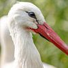 Gros plan d'une cigogne. sur Jaap van den Berg