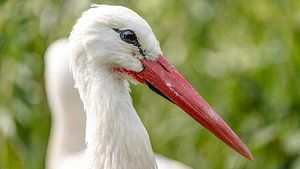 Gros plan d'une cigogne.