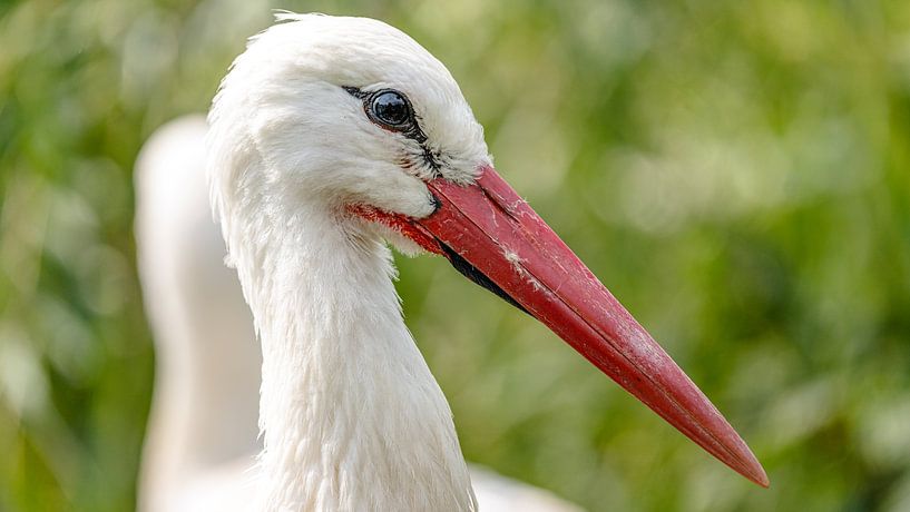 Close-up of a stork. by Jaap van den Berg