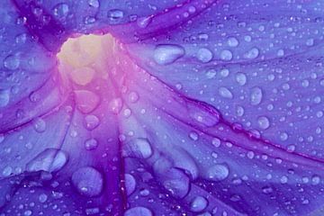 Close up van een paarse bloemkelk met water druppels van Eye on You
