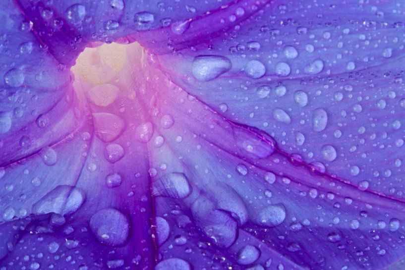 Close up of a purple calyx with water droplets by Eye on You