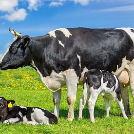 Kuh als Mutter mit zwei neugeborenen Kälbern zusammen auf grüner niederländischer Wiese von Ben Schonewille