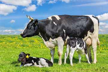 Kuh als Mutter mit zwei neugeborenen Kälbern zusammen auf grüner niederländischer Wiese