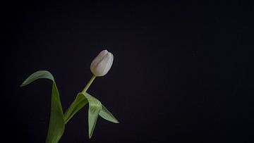 Stilleven met een witte tulp van John van de Gazelle fotografie