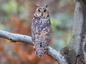 Long-eared owl in autumn leaves by Manuel Weiter