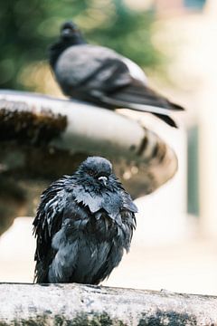 Pigeon on medieval fountain in Florence by Sidney van den Boogaard