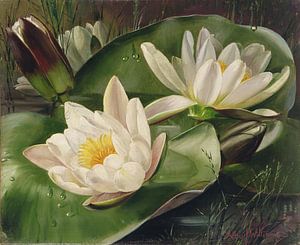 Waterlelies van Albert Williams