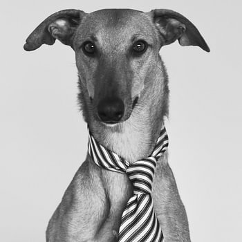 Honden - Stijlvolle Paco