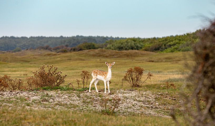 Young roe deer in the dunes 3 by Percy's fotografie