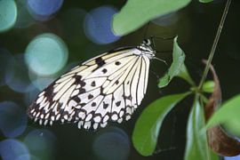 Idea leuconoe  by Dominique Vernooij