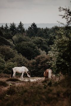 La faune et la flore de la Veluwe - les chevaux sur Angela van der Zee