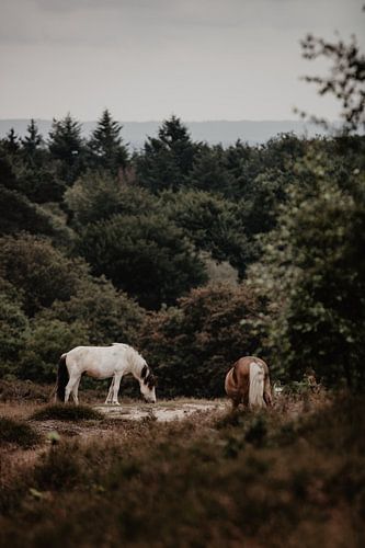 Wildlife in the Veluwe - horses
