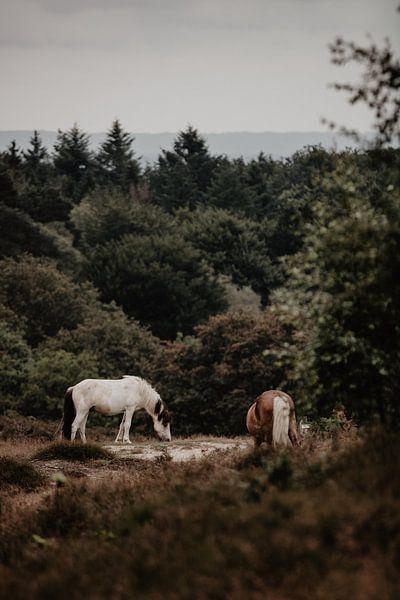 La faune et la flore de la Veluwe - les chevaux par Angela van der Zee