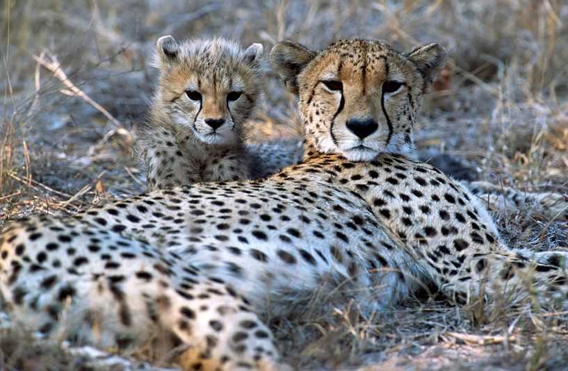 Cheetah with young in South Africa by Paul van Gaalen, natuurfotograaf