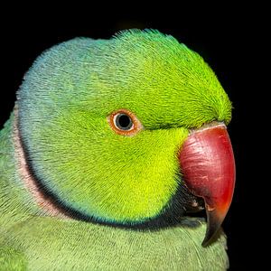Halsbandparkiet (Psittacula krameri)