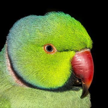 Psittacula krameri / Parrot