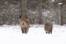 Schweine im Schnee von Ina Hendriks-Schaafsma