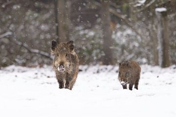 Schweine im Schnee von Ina Hendriks-Schaafsma