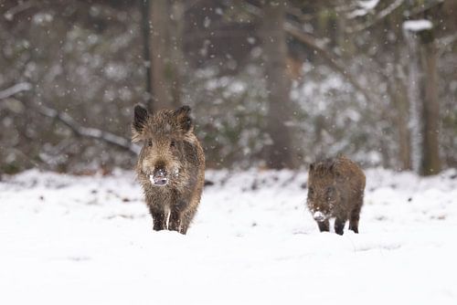 pigs in the snow by Ina Hendriks-Schaafsma