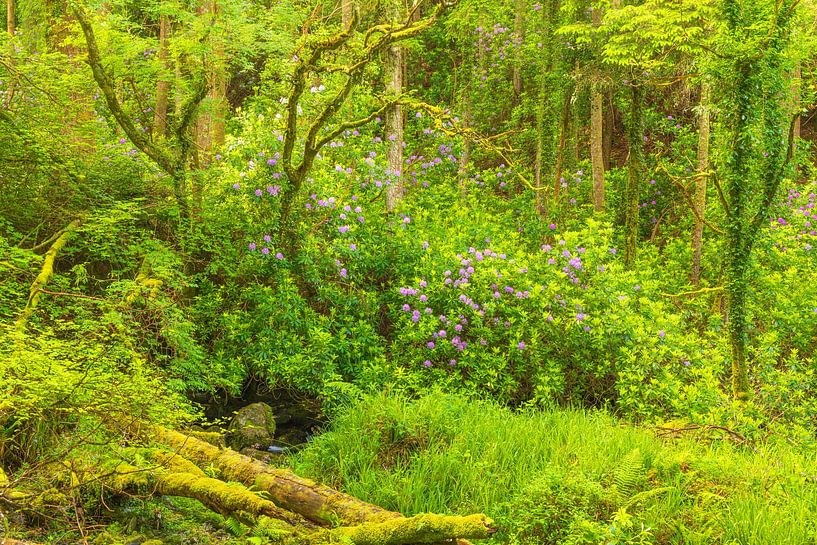 Rhododendren - Killarney (Irland) von Marcel Kerdijk