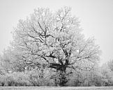 Winterliche Textur von Keith Wilson Photography Miniaturansicht