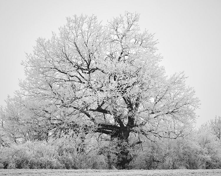 Winters Textuur van Keith Wilson Photography