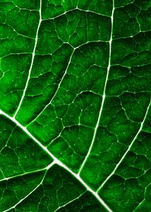LEAF STRUCTURE GREENERY no4