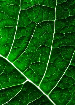 LEAF STRUCTURE GREENERY no4