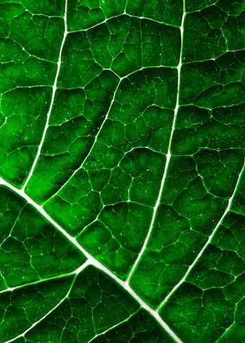 LEAF STRUCTURE GREENERY no4