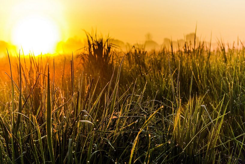 Meadow in the morning light by Norbert Sülzner