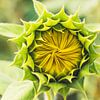 Sonnenblumenknospe von Daan Duvillier | Dsquared Photography