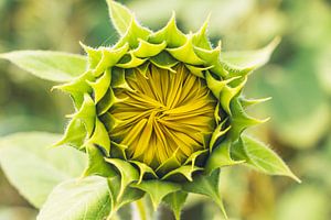 Sonnenblumenknospe