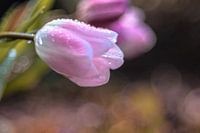 Tulpe