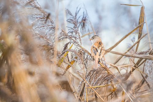 Baardmannetje in het riet