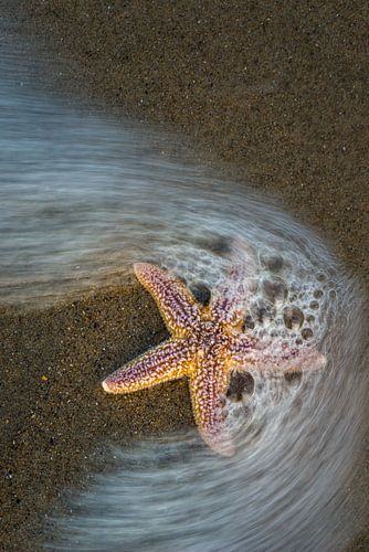Étoile de mer
