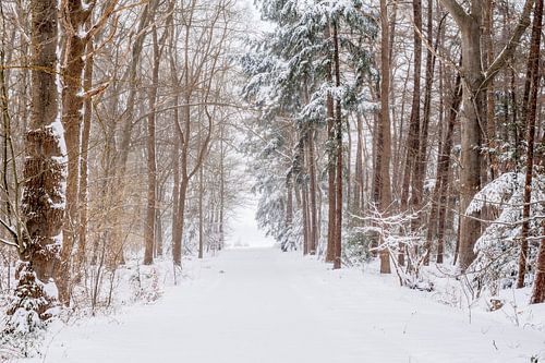 Small lane with douglas and oak