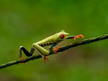 Acrobate de la jungle