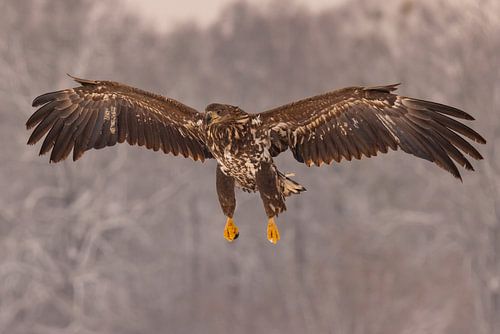 Bald eagle (Haliaeetus albicilla), bird of prey.