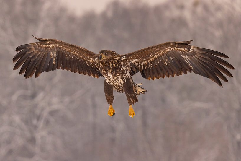 Bald eagle (Haliaeetus albicilla), bird of prey. by Gert Hilbink