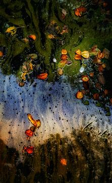 Autumn leaves floating on water 2 by Reinder Tasma