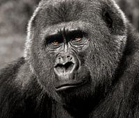 portrait de gorille