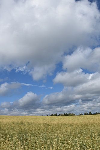 Een haverveld in de herfst