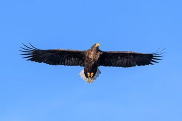 Zeearend jagend in de lucht