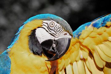 Papagei Ara blau gelb ck