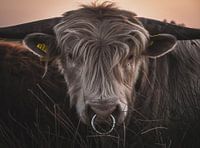 Scottish Highlander