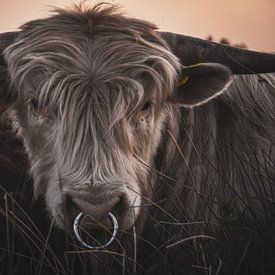 Scottish Highlander by Marinus Engbers